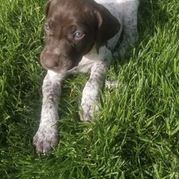 German Shorthaired Pointer Puppies from Calvert Kennels