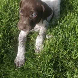 German Shorthaired Pointer Puppies from Calvert Kennels