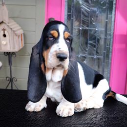 Basset Hound Puppies from Magnolia Basset Hounds