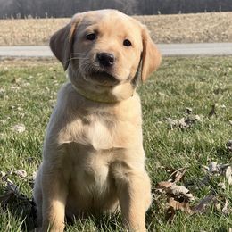 Girl 5 - Labrador Retriever puppy in Rootstown, Ohio from Blue Bandana Retrievers