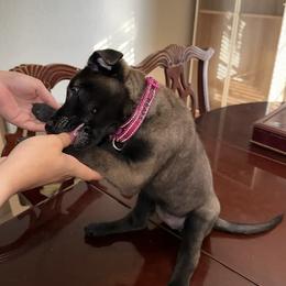 Pink Collar - Black sable female Belgian Malinois puppy in Phoenix, Arizona from Sun Valley Malinois