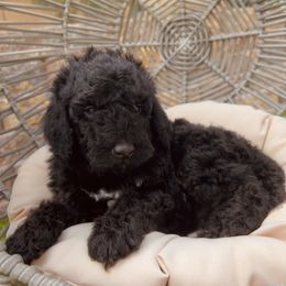 Bernedoodle and Goldendoodle Puppies from Dose of Doodles