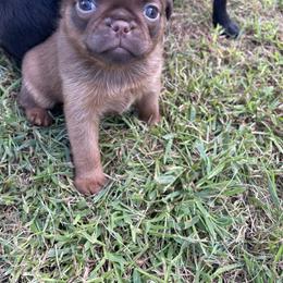 Brussels Griffon Puppies from Maze Brussels Griffons