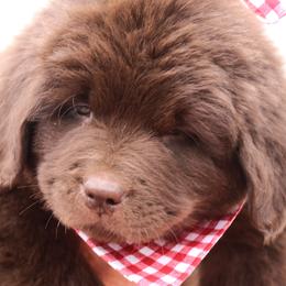 Jack (rabbit) Red collar - Brown male Newfoundland puppy in Kimball Twp, Michigan from Pine River Newfoundlands