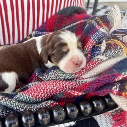 Licorice - Liver white and roan male English Springer Spaniel puppy in Swainsboro, Georgia from Sweet Georgia Springers