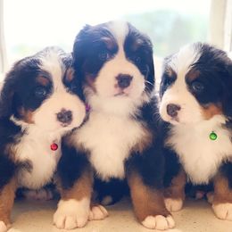 Bernese Mountain Dog Puppies from Red Bridge Berners