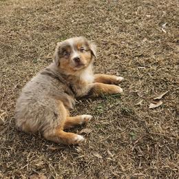 Australian Shepherd and Miniature Australian Shepherd Puppies from Mountain Movers Ranch