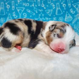 Sinatra - Blue merle female Australian Shepherd puppy in Olympia, Washington from Echelon Australian Shepherds