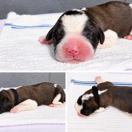 Female 1 - Red and white female Saint Bernard puppy in Albany, Georgia from Magnolia Saint Bernards