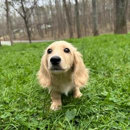 Waffles - Cream male Dachshund puppy in Mascot, Tennessee from Magnolia Pearl Dachshunds