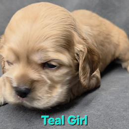 Teal - Buff female Cocker Spaniel puppy in Lebanon, Missouri from Spring Hollow Cocker Spaniels