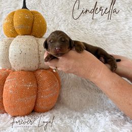 Cinderella - Chocolate female Australian Labradoodle puppy in Oregon from Forever Loyal Labradoodles