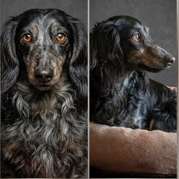 Mr Weenie - Dachshund