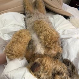 Saint Berdoodle Puppies from Badland St. Berdoodles LLC