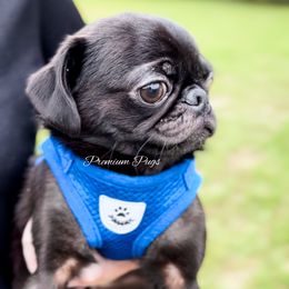 Cole - Black male Pug puppy in Shady Hills, Florida from Premium Pugs