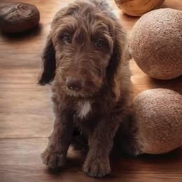 Bernedoodle, Bernese Mountain Dog, Goldendoodle, and Shihpoo Puppies from Route 66 Poodles & Doodles, Sapphire Shih-tzu's of Ohio