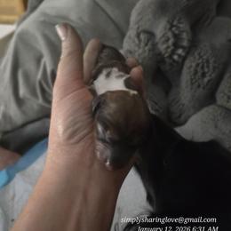 Squiggles - Red female Dachshund puppy in Willard, Utah from Simply Sharing Love