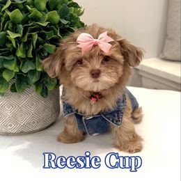 Reesie Cup - Brown male Shihpoo puppy in Buford, Georgia from Petite Posh Puppies