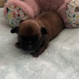 Bailey - Sable female Shih Tzu puppy in Wyoming, Michigan from Shih Tzu Shenanigans