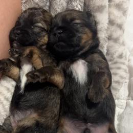Elfie - Brown male Shihpoo puppy in Denver, Colorado from Angel babies
