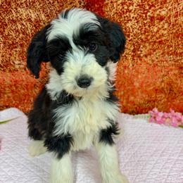Girl 6 - female Aussiedoodle puppy in Marshall, Arkansas from Buffalo River Puppies