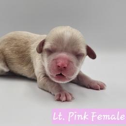 Light Pink Female - Buff and white female Cockapoo puppy in Mocksville, North Carolina from Hunting Creek Farm & Kennel