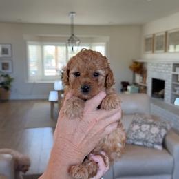 Hot pink collar - Apricot female Assorted Doodle Crosses puppy in Marysville, California from Dailey Doodles and Dachshunds