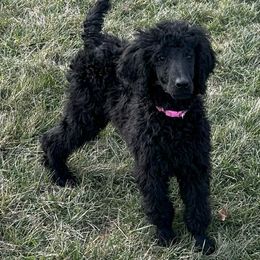 Pink - Poodle puppy from Grandview Farm
