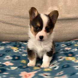Snowflake - Black and tan female Pembroke Welsh Corgi puppy in Waco, Texas from The Comma Corgis