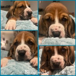 Dark Blue male - Black tan and white male Basset Hound puppy in Temple, Texas from Southern Rose Bassets