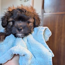 Snickers - Phantom male Maltipoo puppy in Boston, Kentucky from MountCarmelPuppies