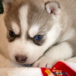 Chief - Sable and white male Siberian Husky puppy in Grant City, Missouri from Timberline Paws