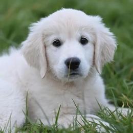 Golden Retriever puppies from Happy Tails Mini Goldens