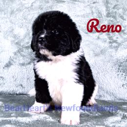 Reno - White and black male Newfoundland puppy in Cortez, Colorado from Bear Heart Newfoundlands, LLC
