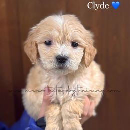 Clyde - Cream male Goldendoodle puppy in Lancaster, Minnesota from North Star Dog Training