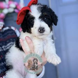 Girl 3 - female Sheepadoodle puppy in Marion, Ohio from Doodles & Doxies