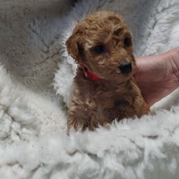 Poodle Puppies from Grace Colt Farms