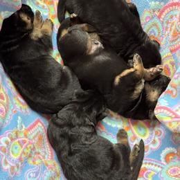 Yellow Boy - Black and red male German Shepherd puppy in Apex, North Carolina from Milestone GSDs