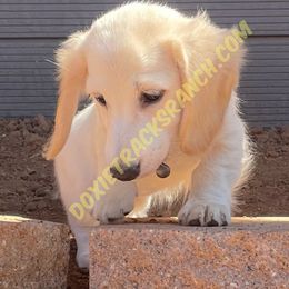 AKC LH cream green collar - Cream female Dachshund puppy in Acton, California from DTR