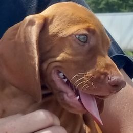 Vizslas from Hallman Vizlas