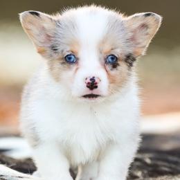 American Corgis, French Bulldogs, and Pembroke Welsh Corgis from Say When Corgi Co.