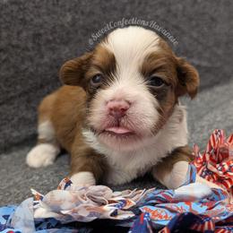 Red Velvet - Red male Havanese puppy in Marysville, Ohio from Sweet Confections Havanese