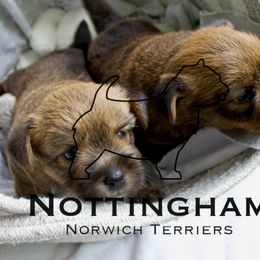 Norwich Terrier puppies from Nottingham Norwich