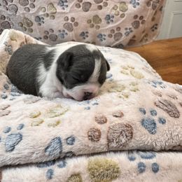 Boston Terrier Puppies from Alanna Boswell