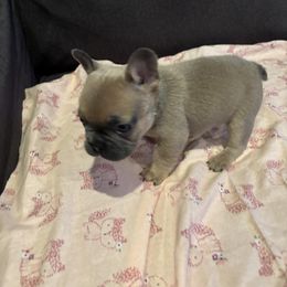 Rose - Blue fawn female French Bulldog puppy in Sellersburg, Indiana from Top Notch Frenchies