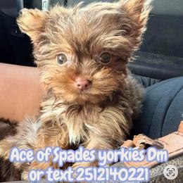 Girl 1 - Chocolate and tan female Yorkshire Terrier puppy in Mobile, Alabama from Ace of Spades Yorkies