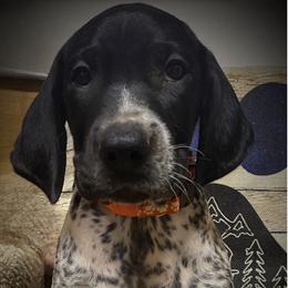 Orange collar male 2 - Black roan male German Shorthaired Pointer puppy in Hardeman County, Tennessee from Howell Farm GSP