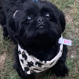 Shih Tzus from Cutest Shih Tzu of New England