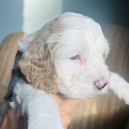 Cockapoo Puppies from Daysi's Puppies