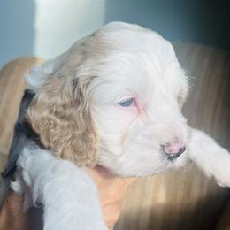 Cockapoo Puppies from Daysi's Puppies